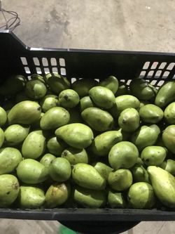 Mango tierno 8 la libra