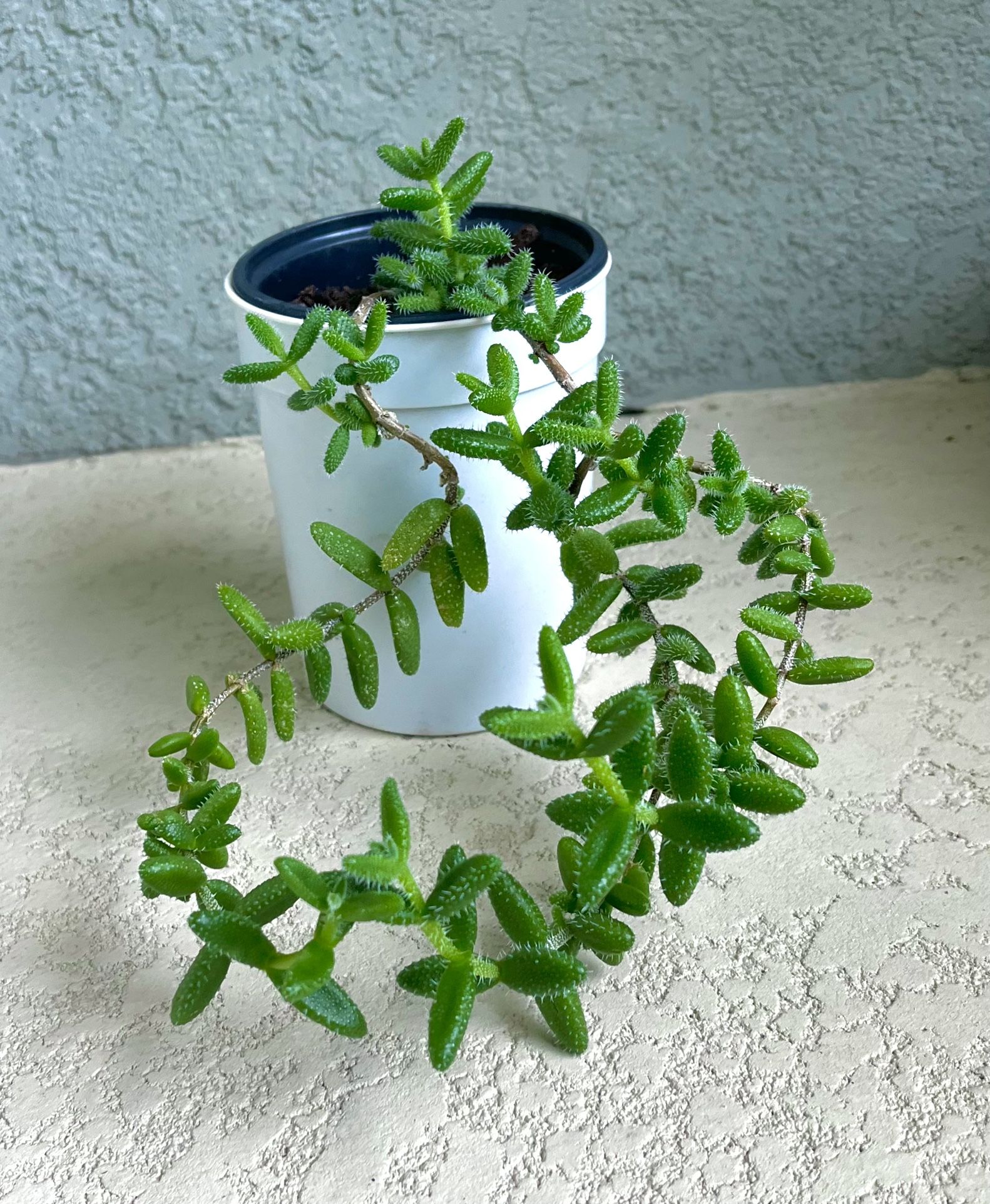 Echinatum Plant