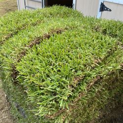 Fresh Cut To Order St Augustine Sod 