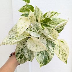 Pothos Marble Queen Plant 4" Pot - Indoor House Plants