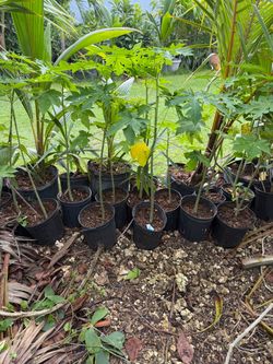 Papaya tree 3 galones