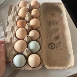 Eggs