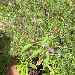 Tilo plant herb live