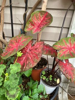Caladiums