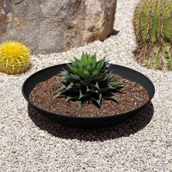 mason lane bowl Set Of 2 