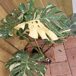 Giant Monstera Deliciosa Thai Constellation variegated LIVE PLANT 3ft+