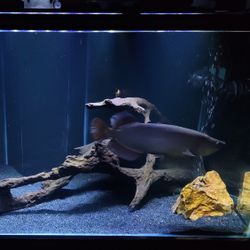 120 Gallon fish tank