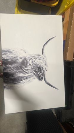 Highland cow canvas