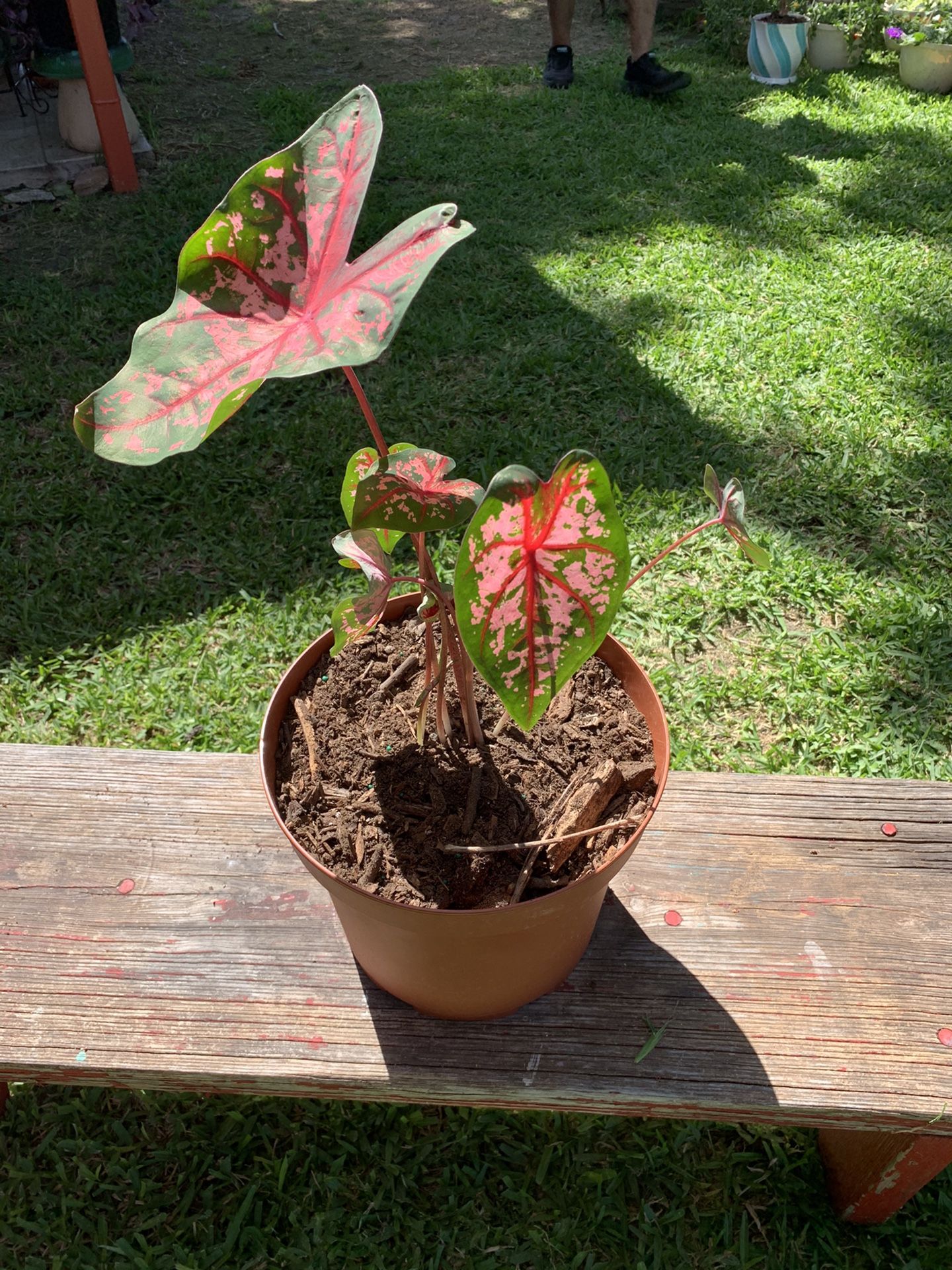 Pink Painted Caladium Plant in ceramic pot