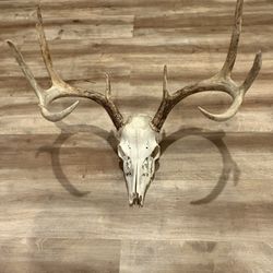 Whitetail deer skull / Taxidermy 