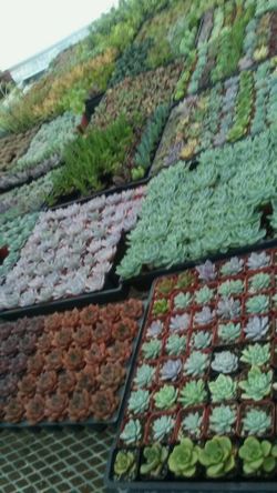 Succulents