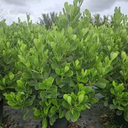 Huge Clusias Over 5 To 6 Feet Tall Instant Privacy Hedge For Fence 