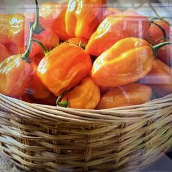 Habanero Orange Pepper Plant