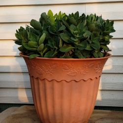 Autumn Joy Sedum