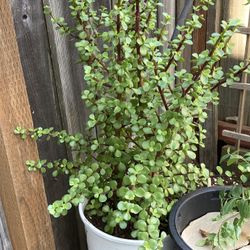 Portulacaria Afra Trees Plants