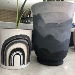 Potted Monstera Plants