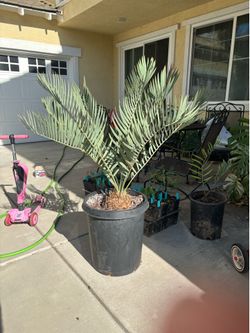 Encephalartos dolomiticus 15g blue cycad