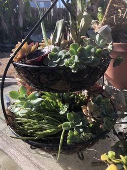Succulent