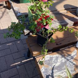 Abundacia $6.00Cada Una 