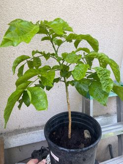 Wampi fruit tree plant
