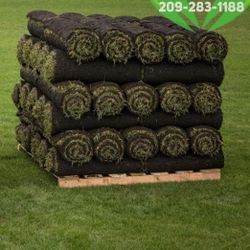 Best QUALITY Sod 