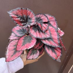 4” Different Begonias Rex 