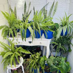 Plants for sale  15  each