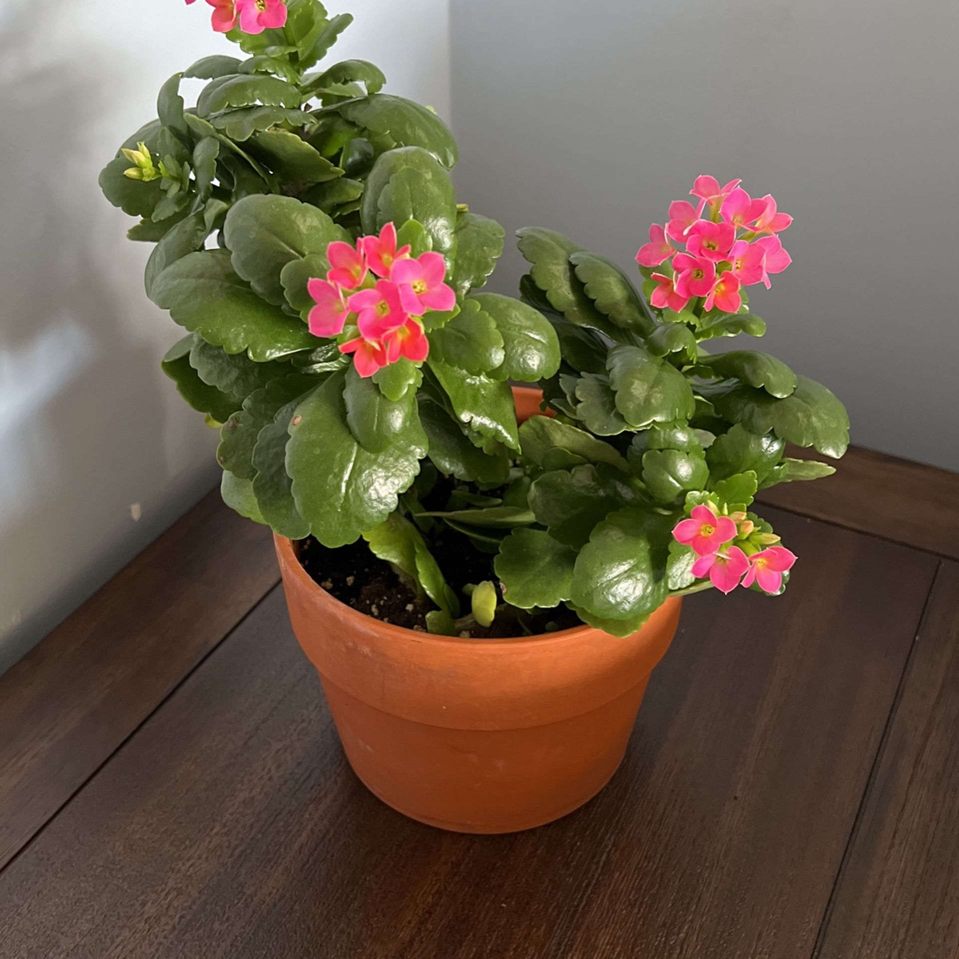 Kalanchoe in 6” Terracotta Pot, Pink