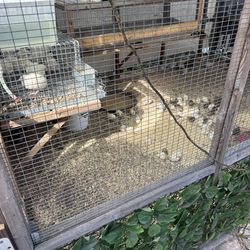 Jaulas de codornices y mas