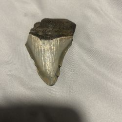 Megladon Tooth