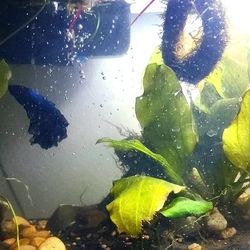 Fish Tank