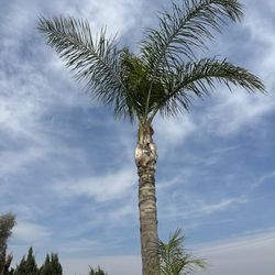 $40 To Clean Each Palm Tree