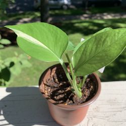 Variegated Pothos