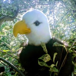 Plush Eagle