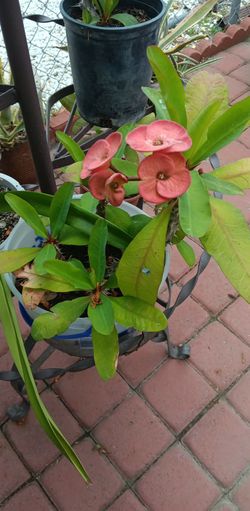 Variedad de plantas