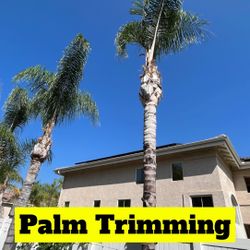 Palm Trees