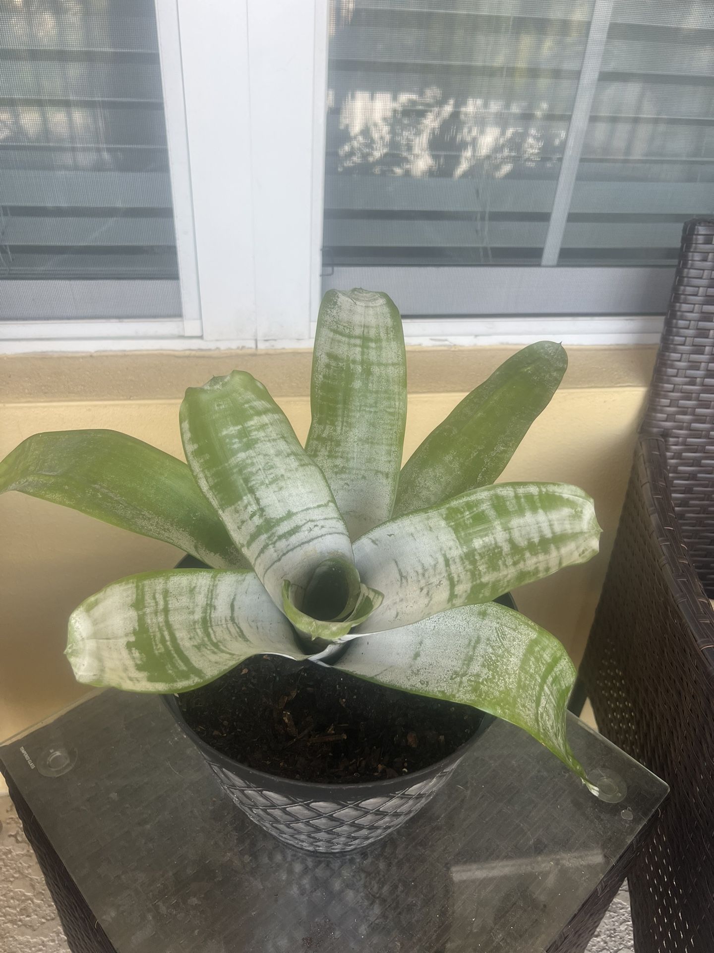 Plant