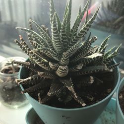 Mini Succulent Plants