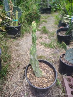 Totem pole cactus plant