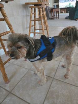 dog harness