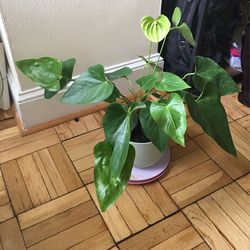 Plant /Move out Sales 