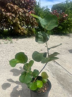 Seagrape Plant in a 3 gallon plastic pot