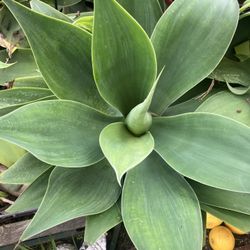 AGAVES FOXTAIL DROUGHT TOLERANT DIG UP AND READY TO PLANT 