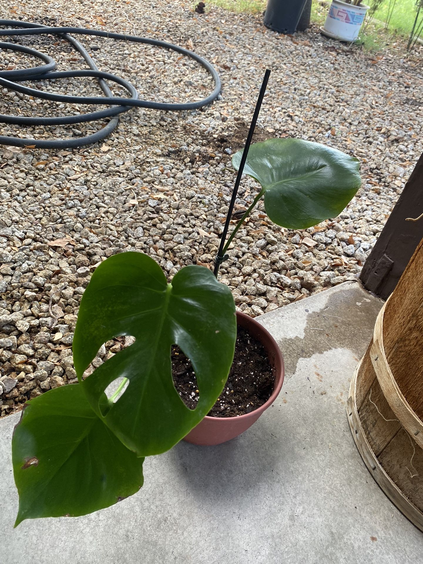 Plants