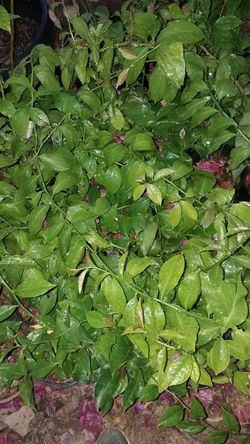 Planta uña de gato muy buena para diabetibes