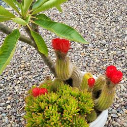 Succulent Tree. Cactus 🌵three different ones
