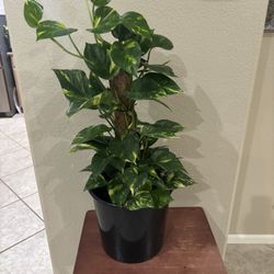 Marbled Pothos Plant With Moss Pole