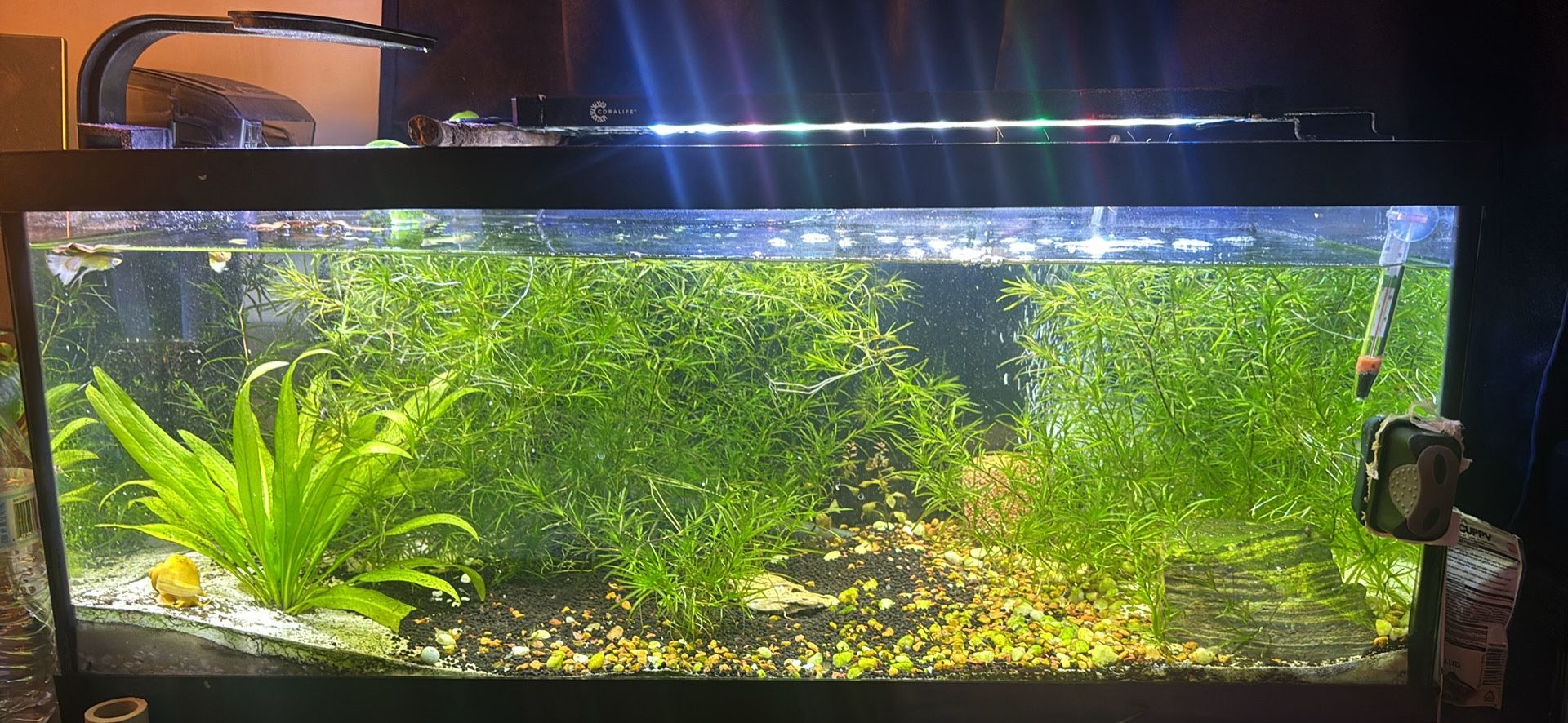 20Gallon Long Tank With Everything Included