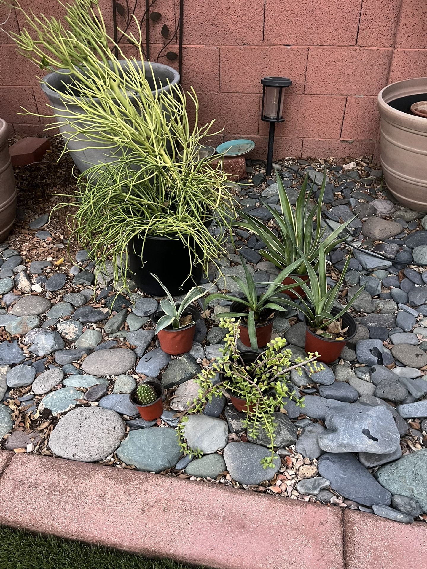 7 Plants For $35. 7th Ave and Union Hills