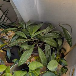 Hoya Pubicalix
